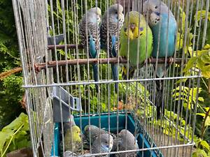 Продам напівчеха