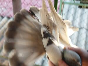 продам миколаївських голубів старої породи