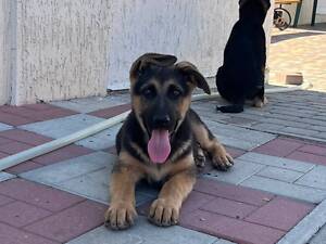 Продам Німецьку вівчарку.