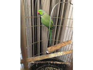 Продам ожерелового папугу