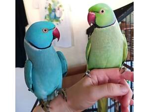 Продам ожереловых малышей