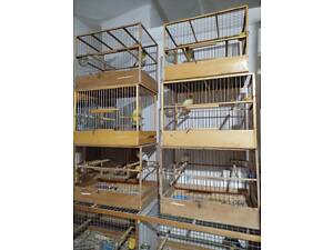 Продам оптом канарейок