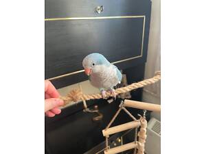 Продам папугу -монах