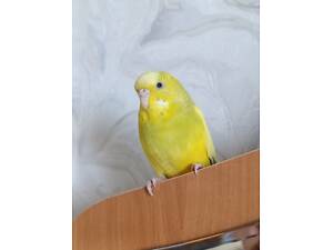 Продам папужку, дівчинку