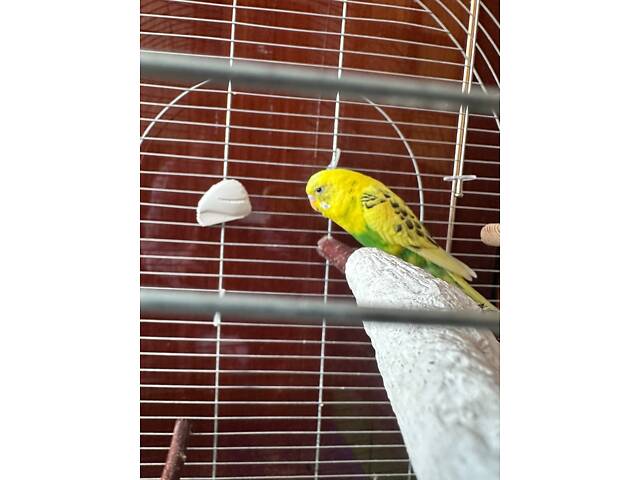 Продам попугая мальчика 9 месяцев с клеткой, хороший, дружелюбный, идёт на руки. - Фото 1