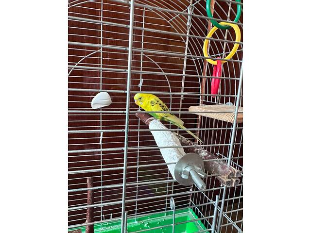 Продам попугая мальчика 9 месяцев с клеткой, хороший, дружелюбный, идёт на руки. - Фото 2