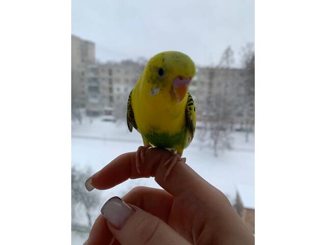 Продам попугая мальчика 9 месяцев с клеткой, хороший, дружелюбный, идёт на руки. - Фото 3