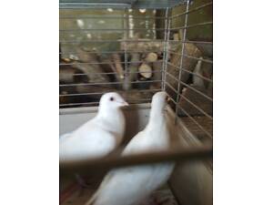 Продам пару белых почтовых голубей 200 Шт.
