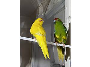 Продам пару Какариков попугаев