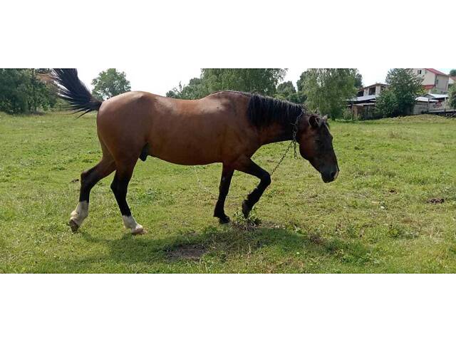 Продам коня, спокійний, робочий кінь - Фото 2