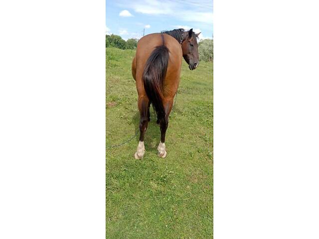 Продам коня, спокійний, робочий кінь - Фото 3