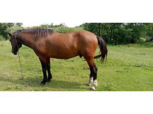 Продам коня, спокійний, робочий кінь