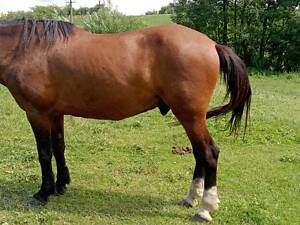 Продам коня, спокійний, робочий кінь