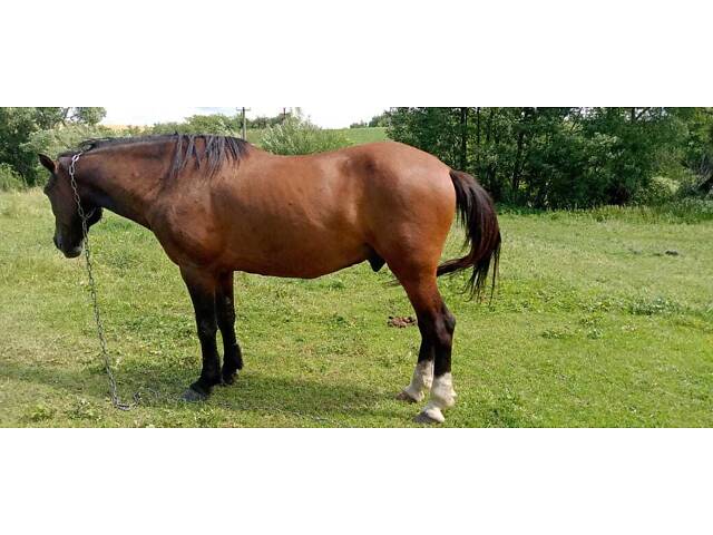 Продам коня, спокійний, робочий кінь - Фото 1