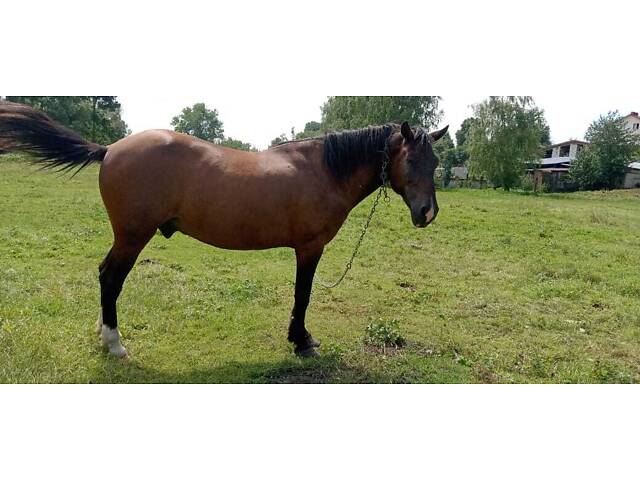 Продам коня, спокійний, робочий кінь - Фото 4