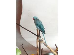 Продам пару ожерелових