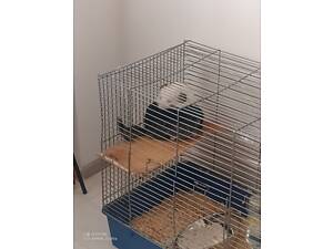 Продам пару шиншилл з кліткою