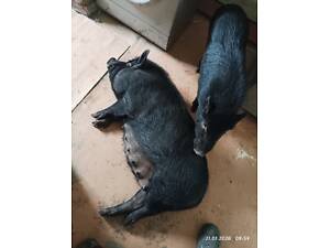 Продам пару в'єтнамських свиней.