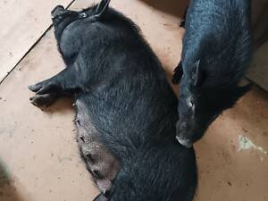 Продам пару в'єтнамських свиней.