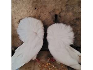 Продам пару якобінів голуби