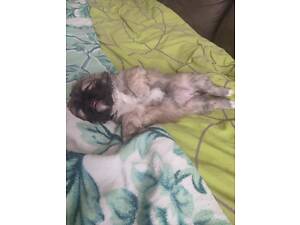 Продам пекінеса.