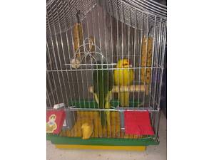 Продам попугаїв. Какарики