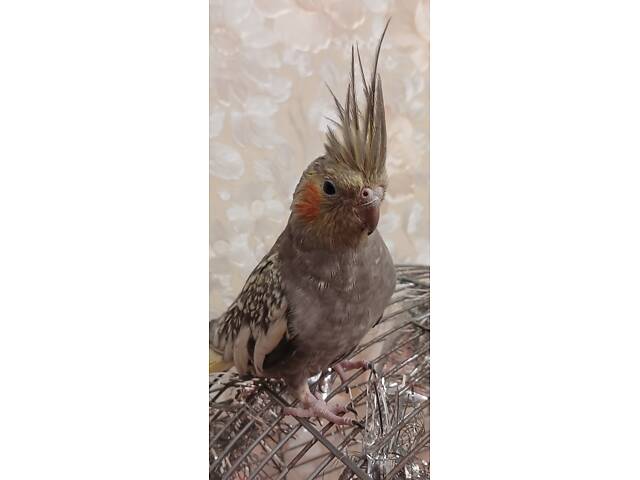 Продам кореллу. - Фото 3