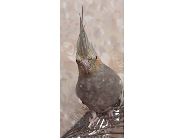 Продам кореллу. - Фото 2