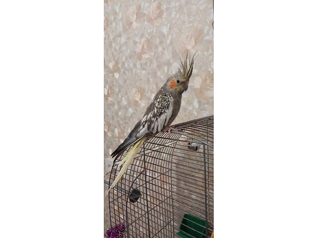 Продам кореллу. - Фото 7