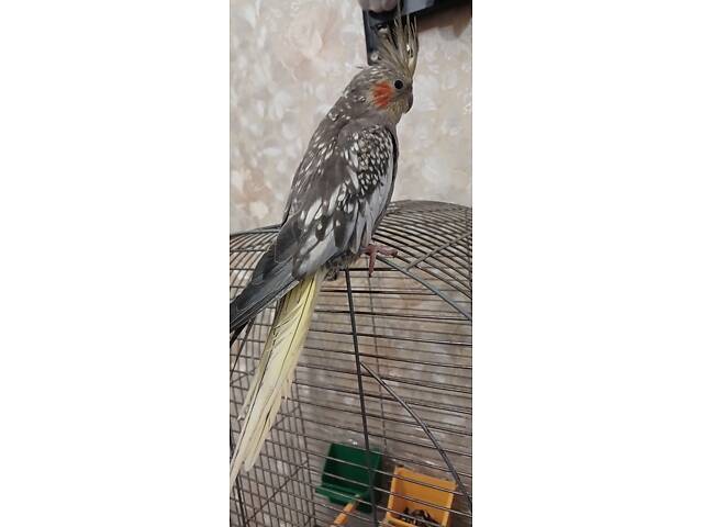 Продам кореллу. - Фото 6