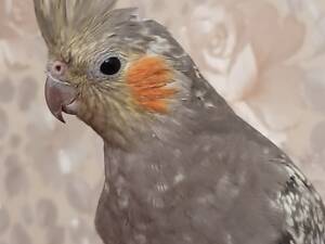 Продам хвилястого папугу корелу.