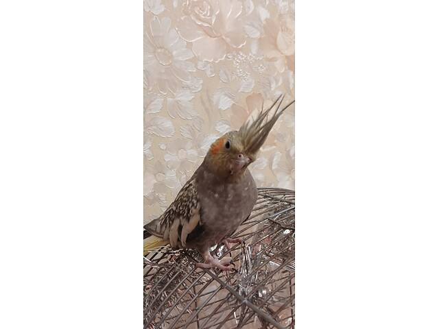 Продам попугайчика кореллочку - Фото 3