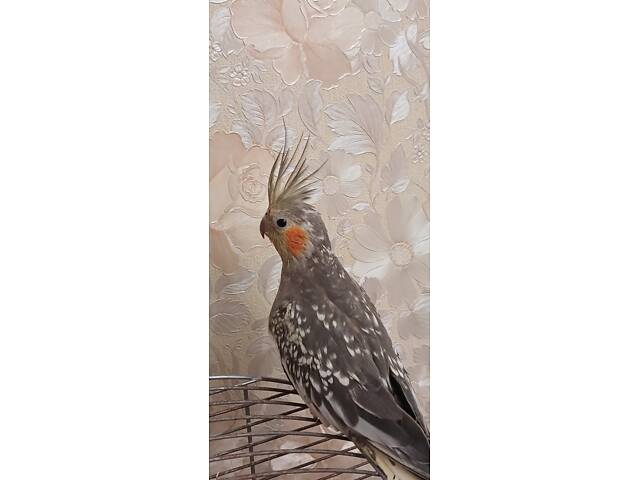 Продам попугайчика кореллочку - Фото 6