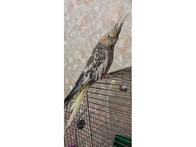 Продам попугайчика кореллочку - Фото 8