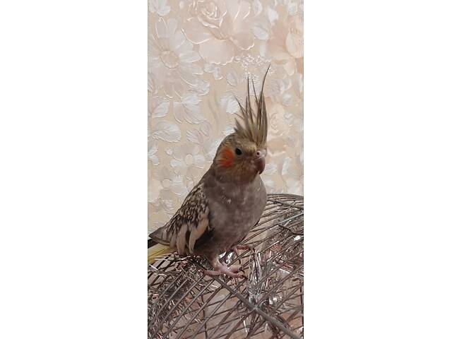 Продам попугайчика кореллочку - Фото 5