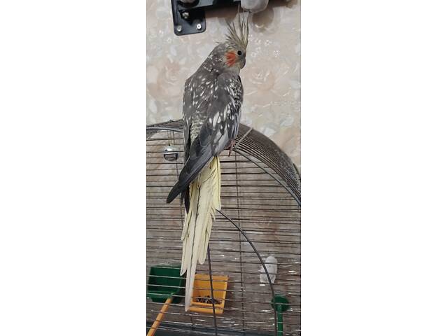 Продам попугайчика кореллочку - Фото 10