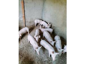 Продам поросята мясной породы.