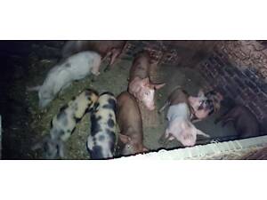 Продам поросяток