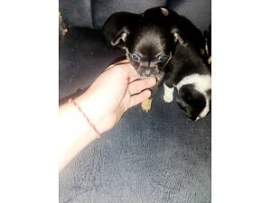 Продам прекрасных щенков чихуа