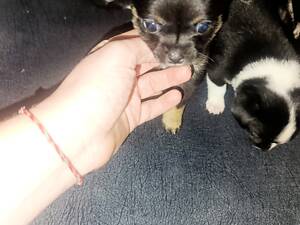 Продам прекрасных щенков чихуа