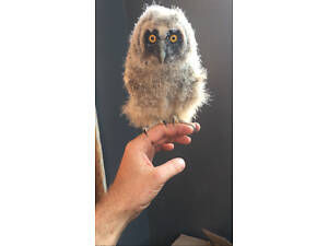 Продам Ушасті сови пуховики.