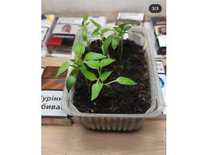 Продам розсаду перців, томатів, огірків.