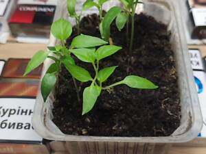 Продам розсаду перців, томатів, огірків.