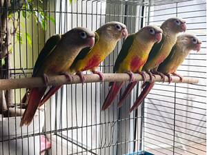 Продам ручні піррури