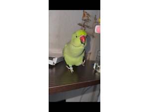 Продам ручного Ожерелового папугая с клеткой