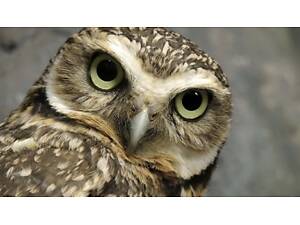 Продам ручних совенят домового Сича.