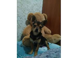 Продам цуценя чихуахуа.