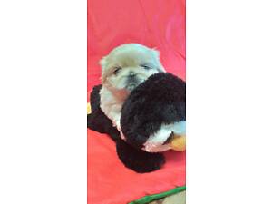 продаю цуценя пекінеса