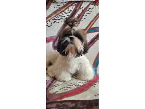 Продам щенка ши-тцу