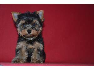 Продам цуценя йоркширського тер'єра.